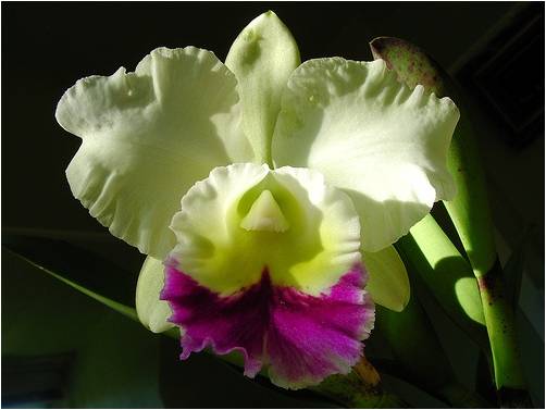 Bloemen Achtergronden 