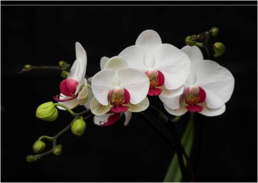 Bloemen Achtergronden 