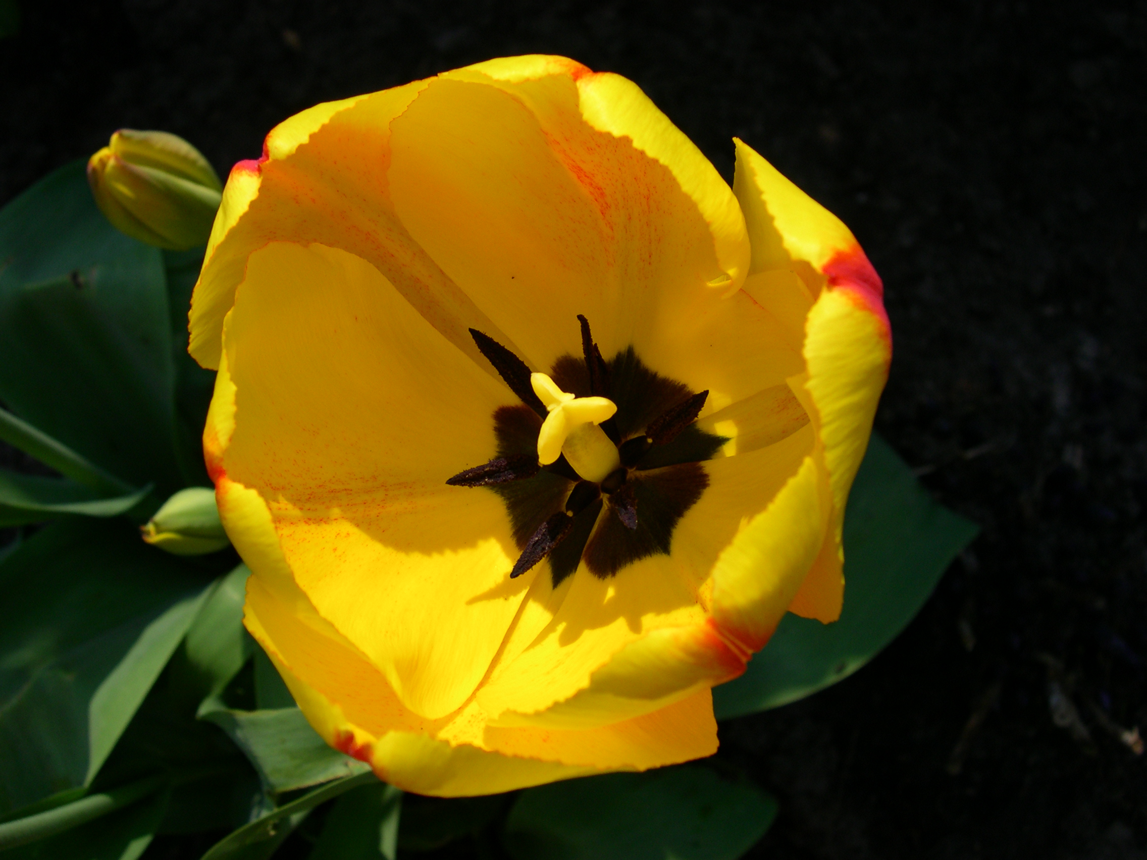 Bloemen Achtergronden 