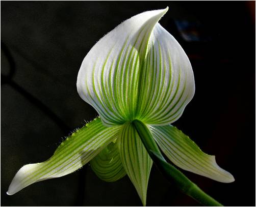 Bloemen Achtergronden 