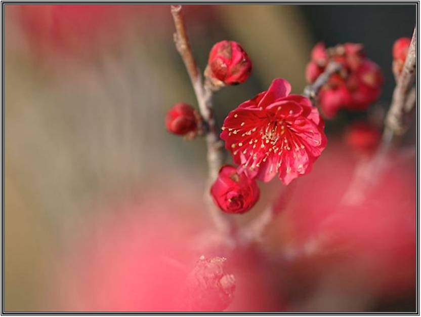 Bloemen Achtergronden 