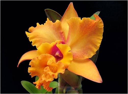 Bloemen Achtergronden 