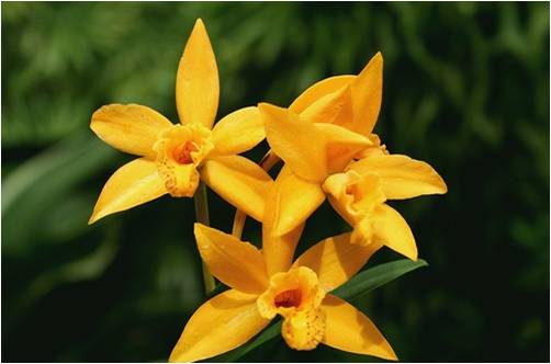 Bloemen Achtergronden 