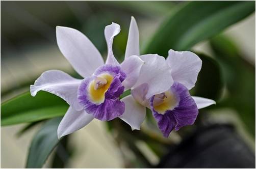 Bloemen Achtergronden 