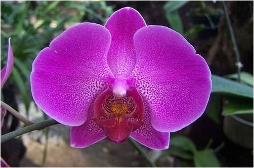 Bloemen Achtergronden 