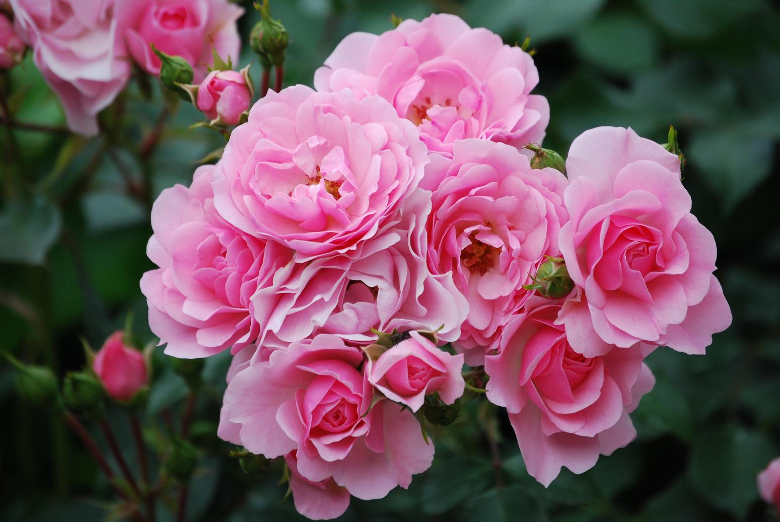 Bloemen Achtergronden 