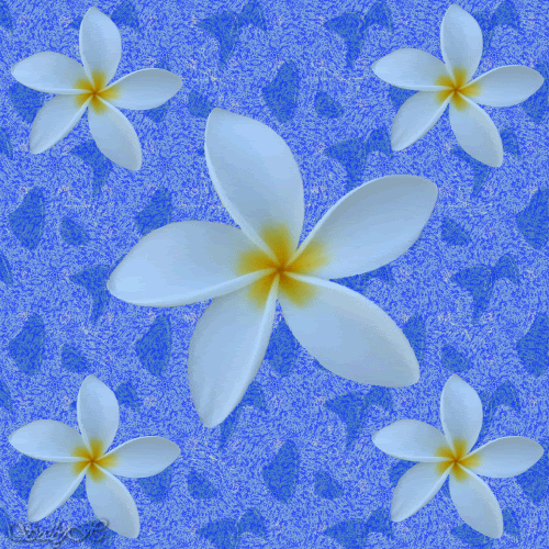 Bloemen Achtergronden 