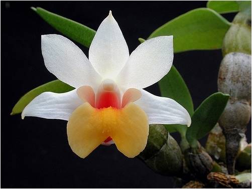 Bloemen Achtergronden 