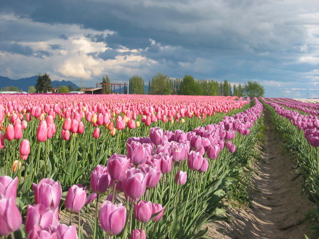 Bloemen Achtergronden 