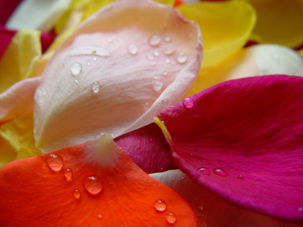 Bloemen Achtergronden 