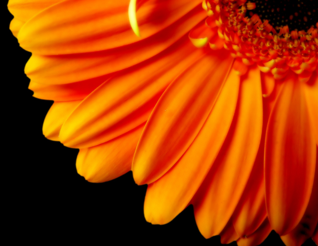 Bloemen Achtergronden 