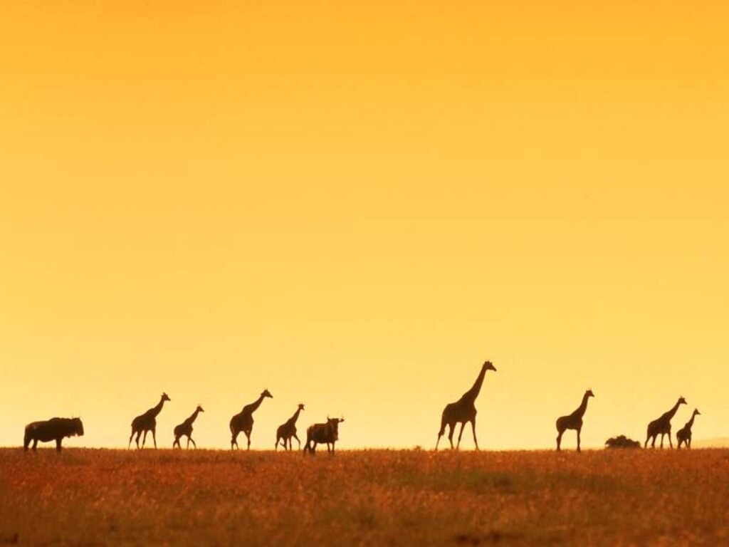 Achtergronden Giraffe 