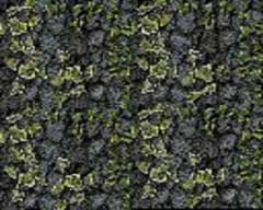 Achtergronden Groen 