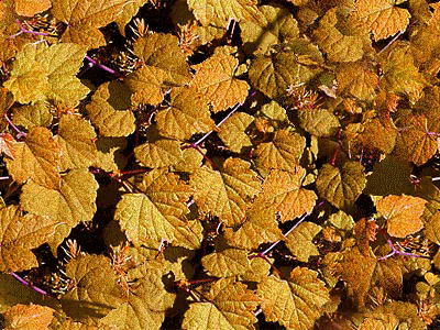 Achtergronden Herfst Gele Herfstbladeren Met Glitter
