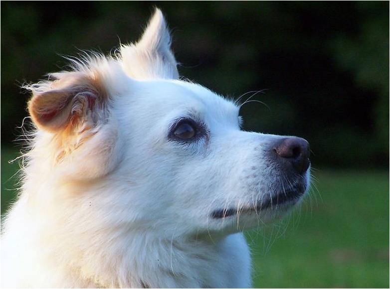 Honden Achtergronden 