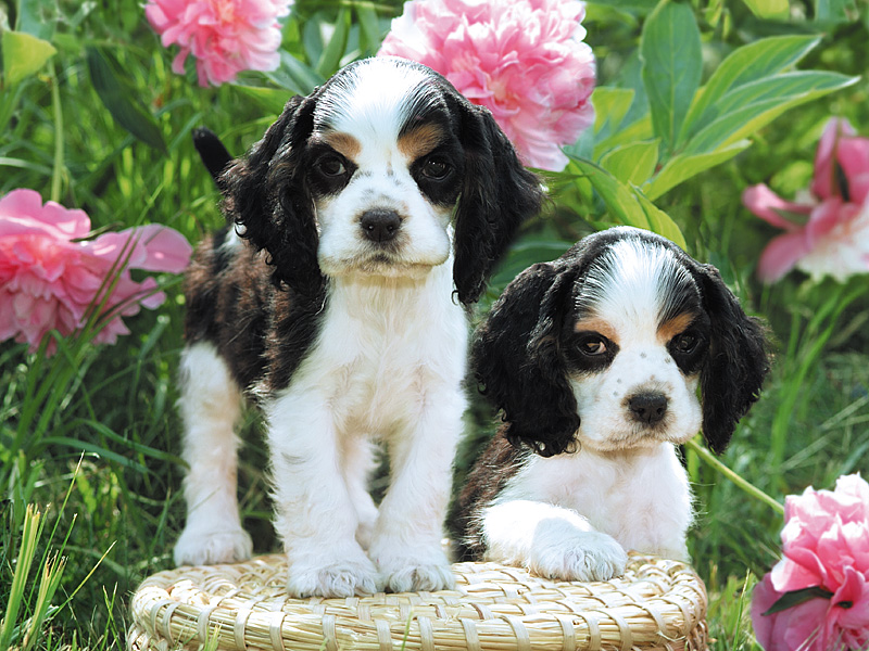 Honden Achtergronden 