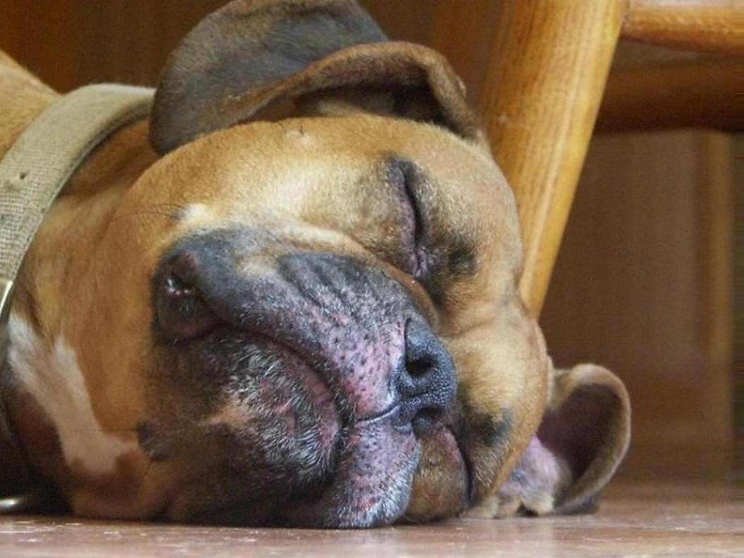 Honden Achtergronden 