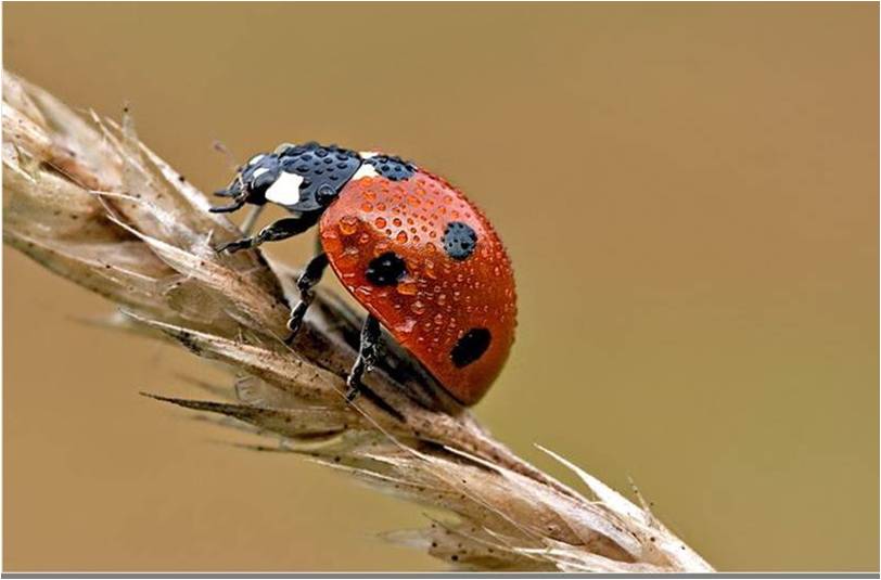 Insecten Achtergronden 