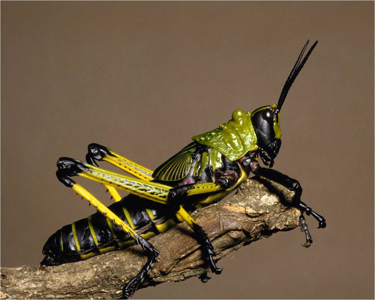 Insecten Achtergronden 
