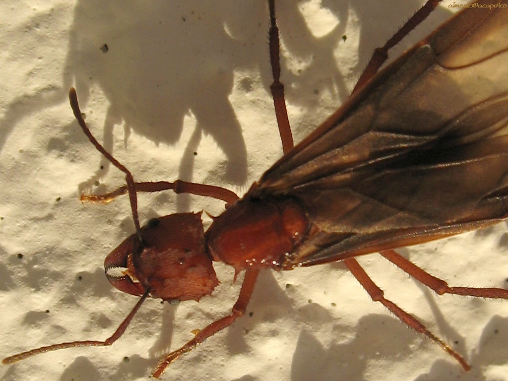 Insecten Achtergronden 