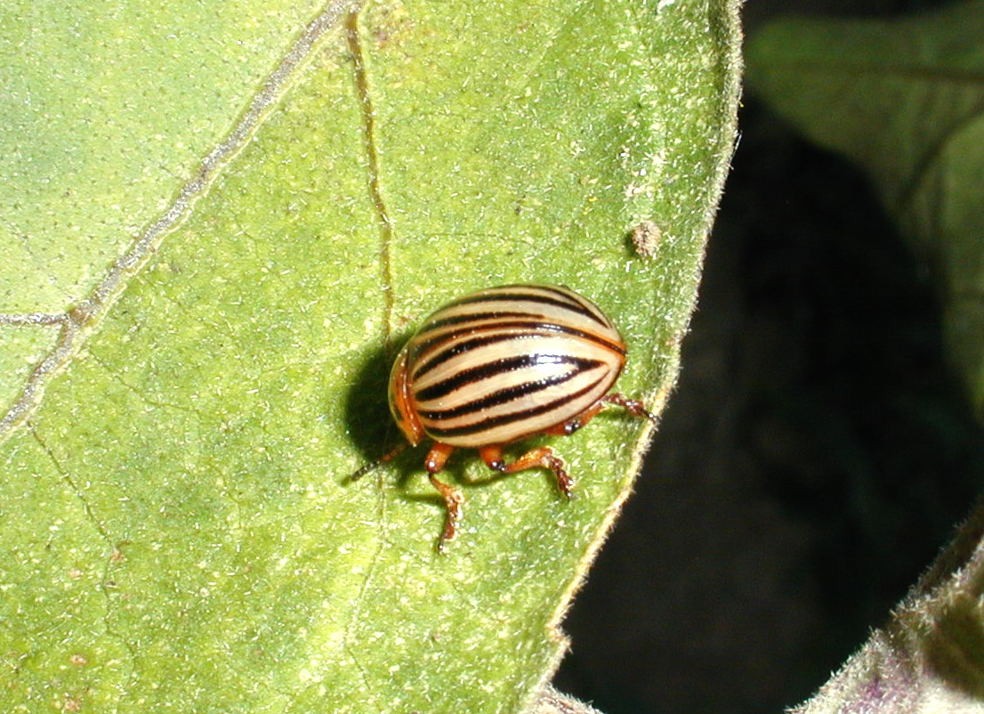 Insecten Achtergronden 