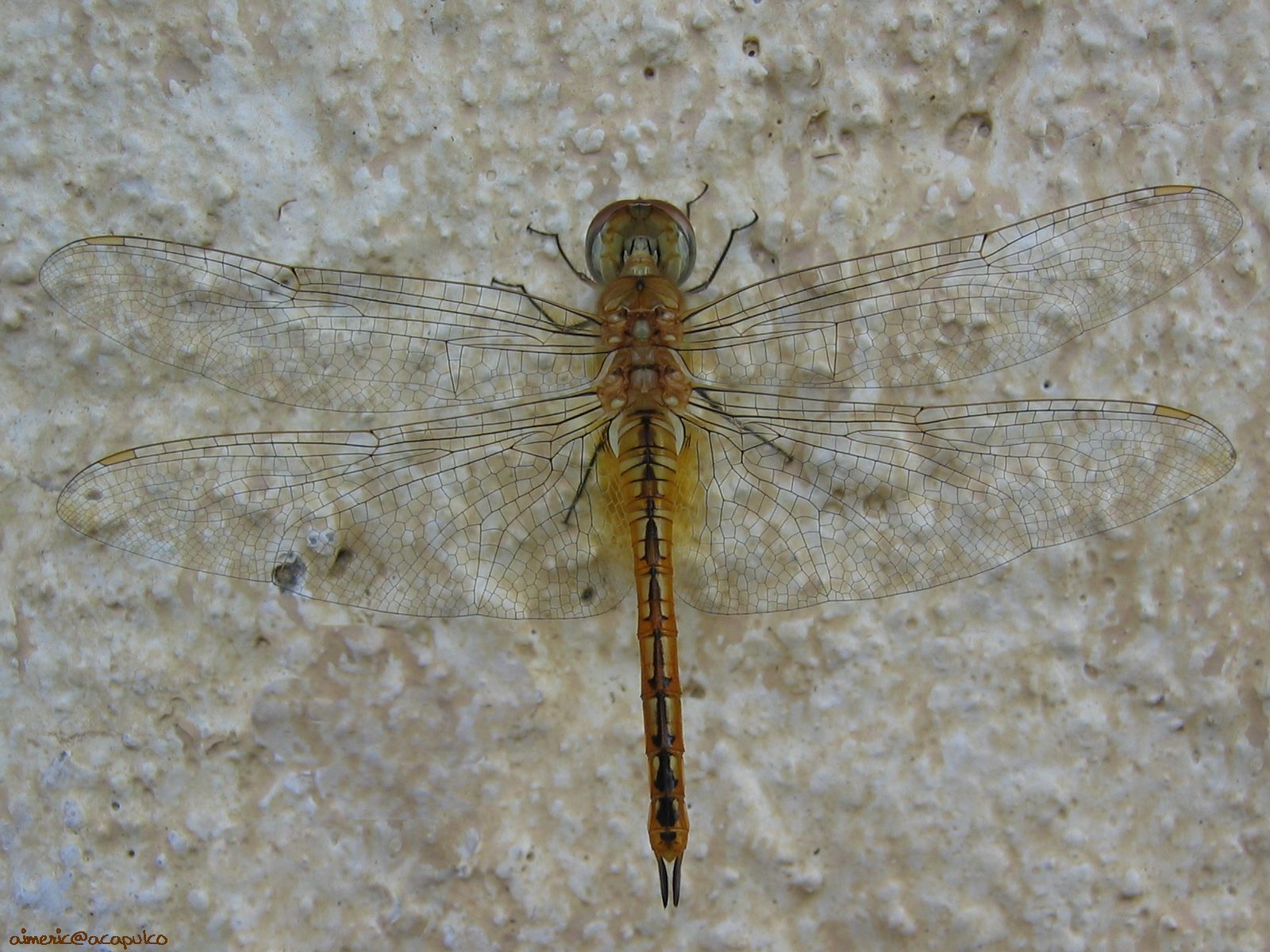 Insecten Achtergronden 
