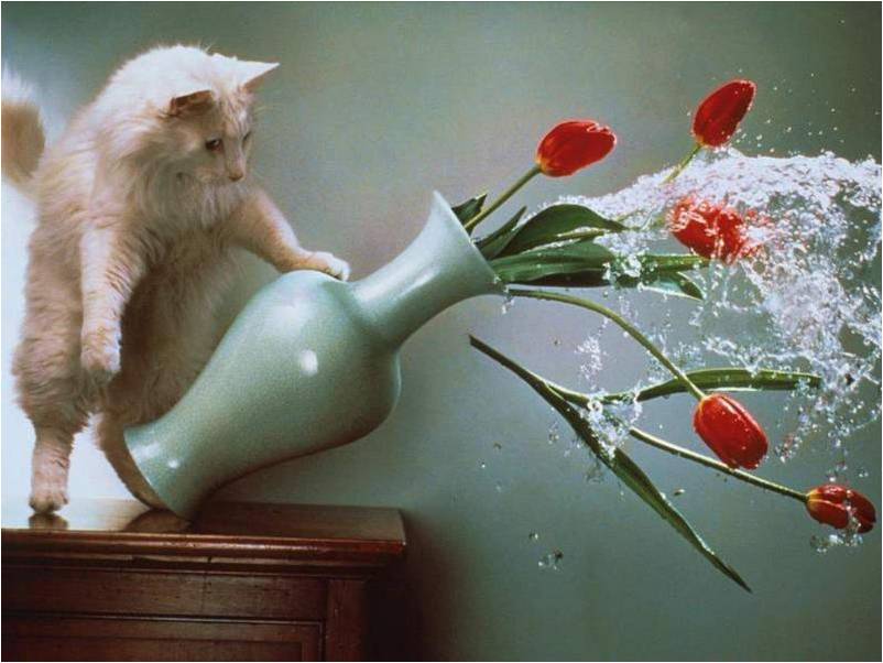Katten Achtergronden 