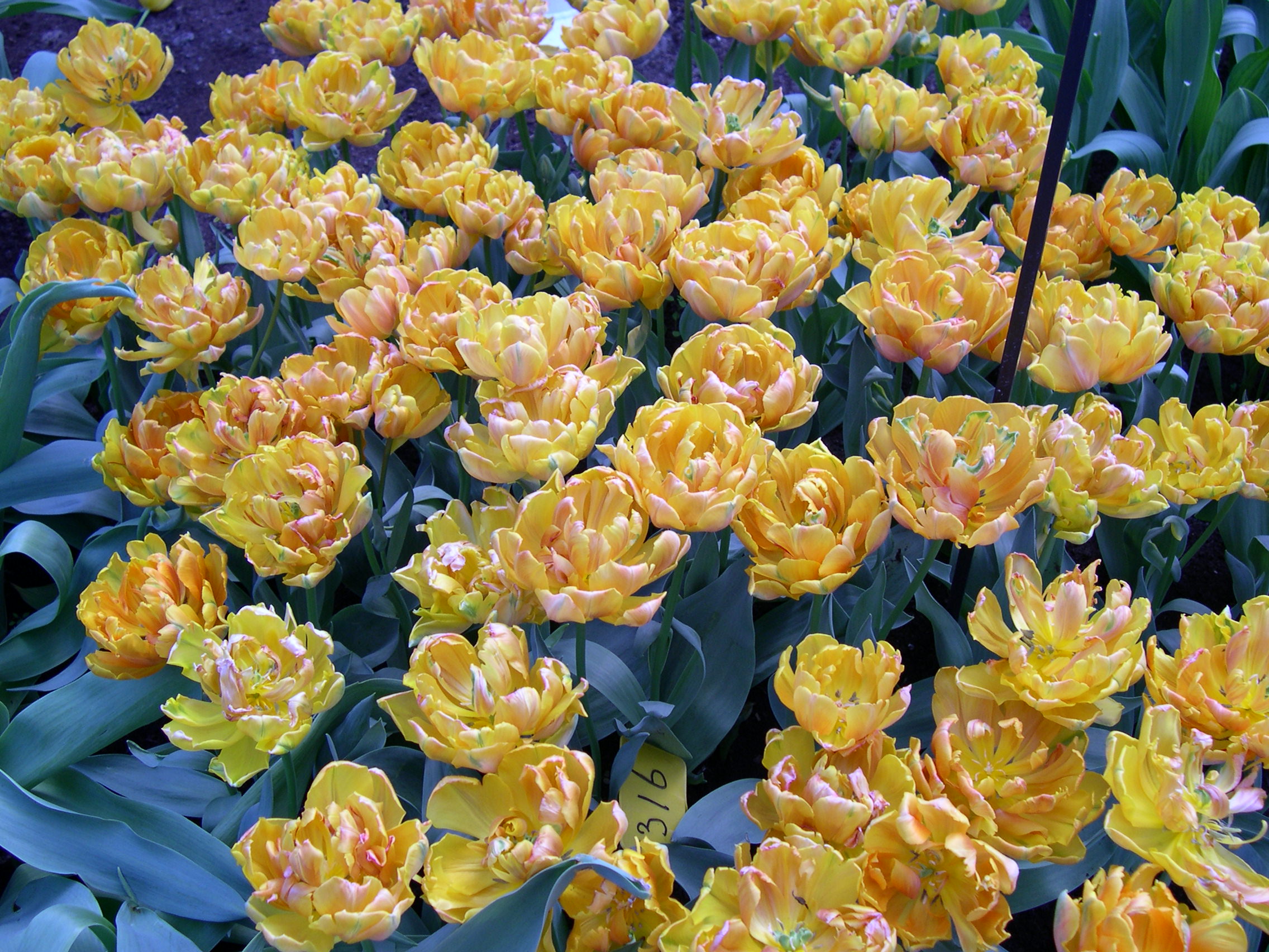 Achtergronden Keukenhof 