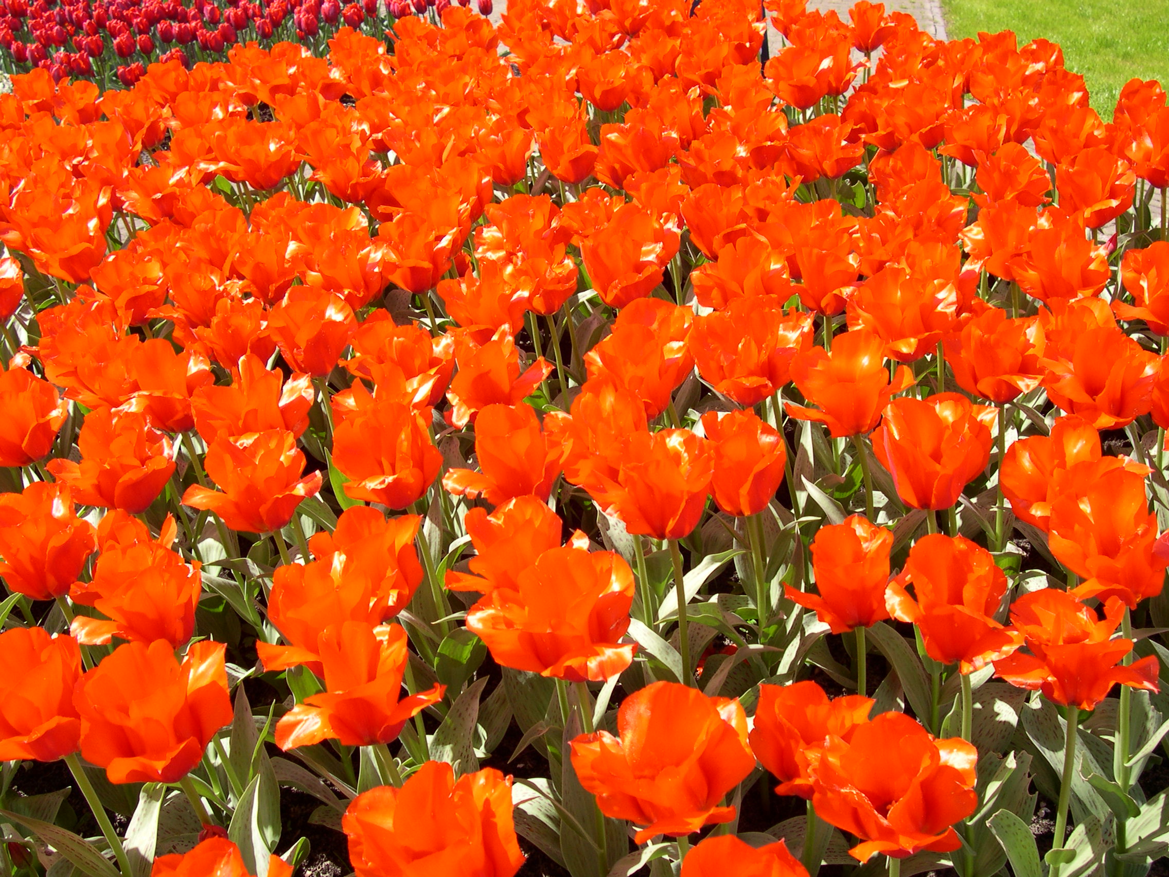 Achtergronden Keukenhof 