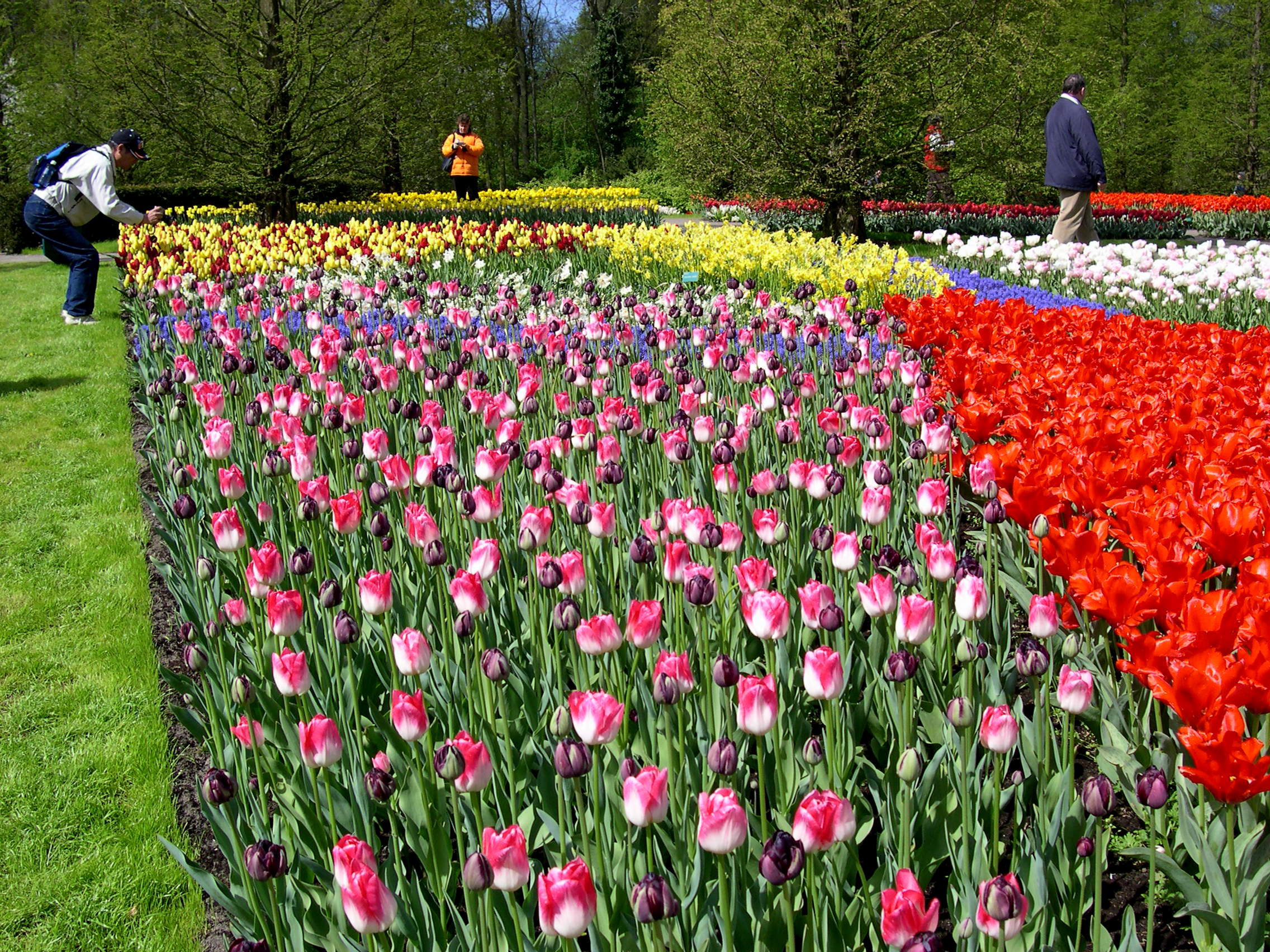 Achtergronden Keukenhof 