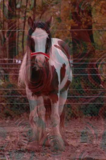 Paarden Achtergronden 