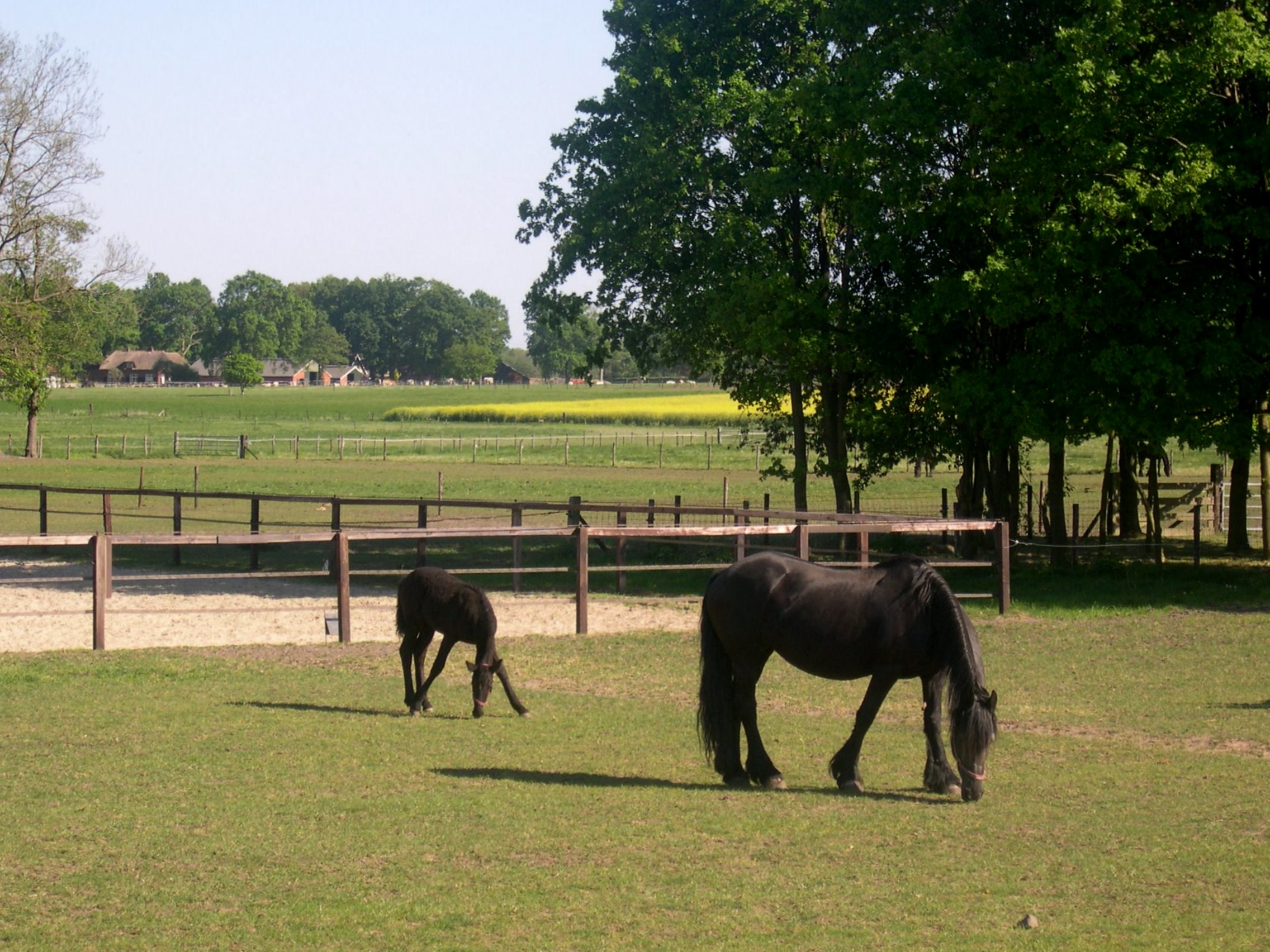 Paarden Achtergronden 