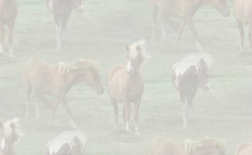 Paarden Achtergronden 