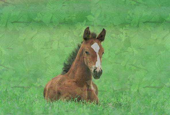 Paarden Achtergronden 