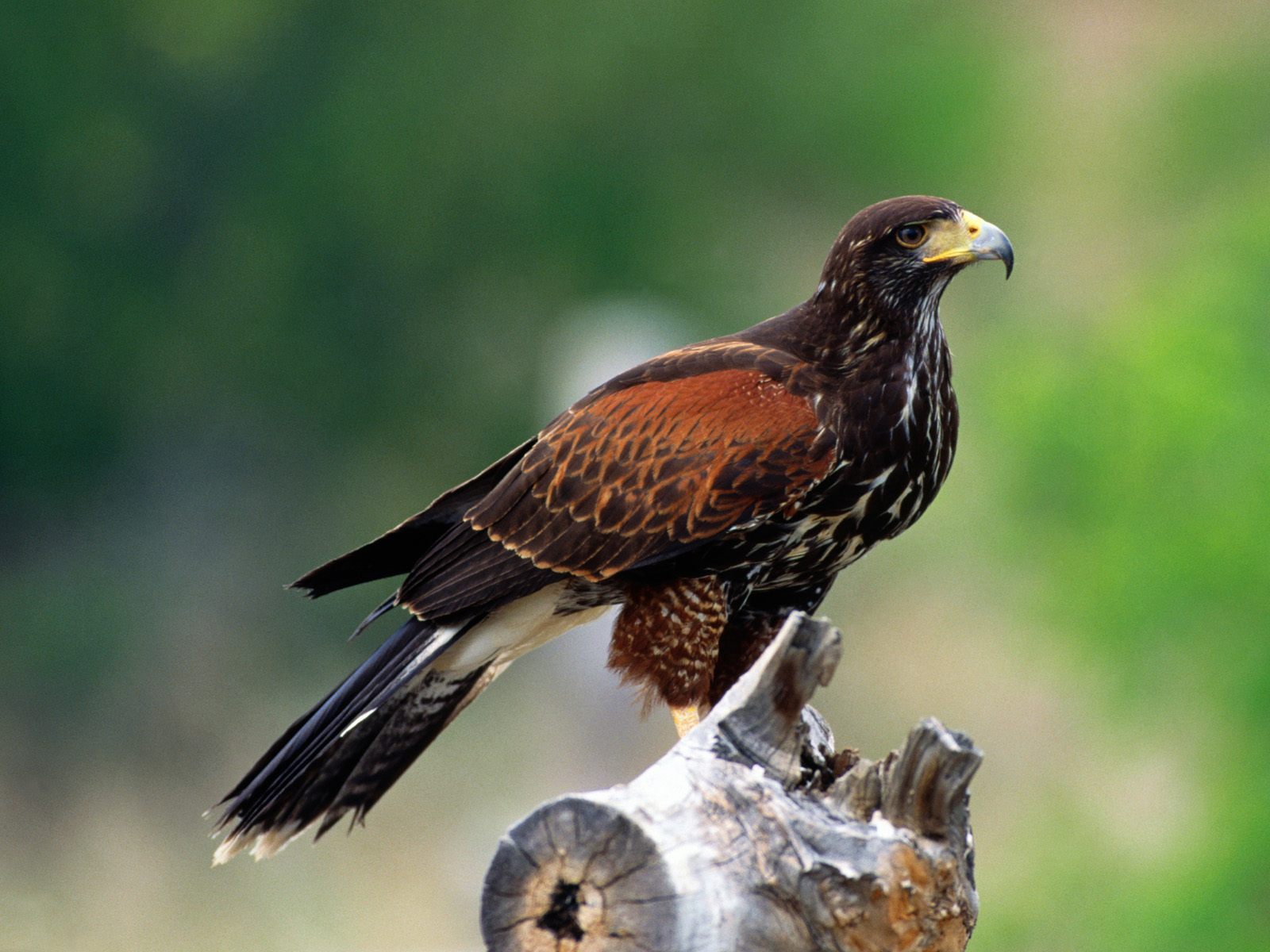 Achtergronden Roofvogels 