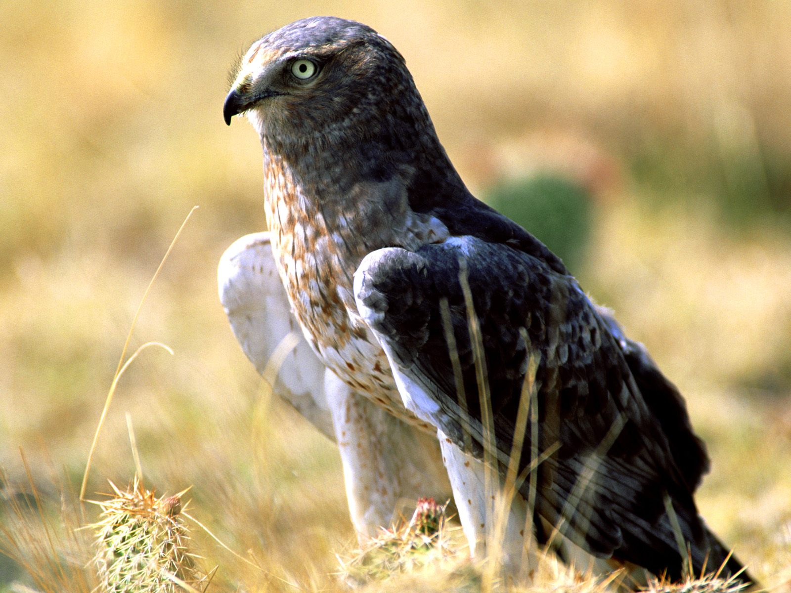 Achtergronden Roofvogels 