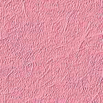 Achtergronden Rose 
