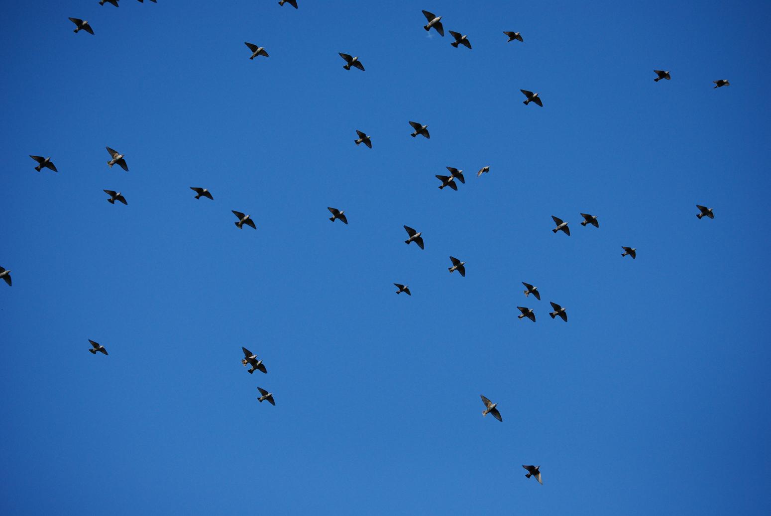 Vogels Achtergronden 