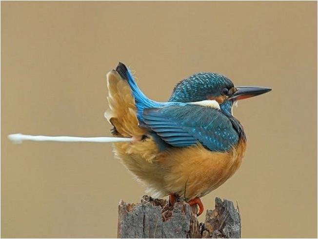 Vogels Achtergronden 