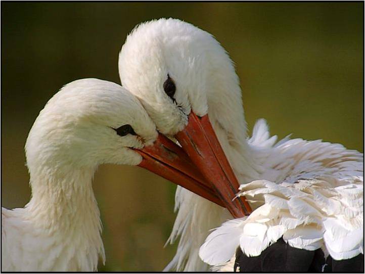 Vogels Achtergronden 