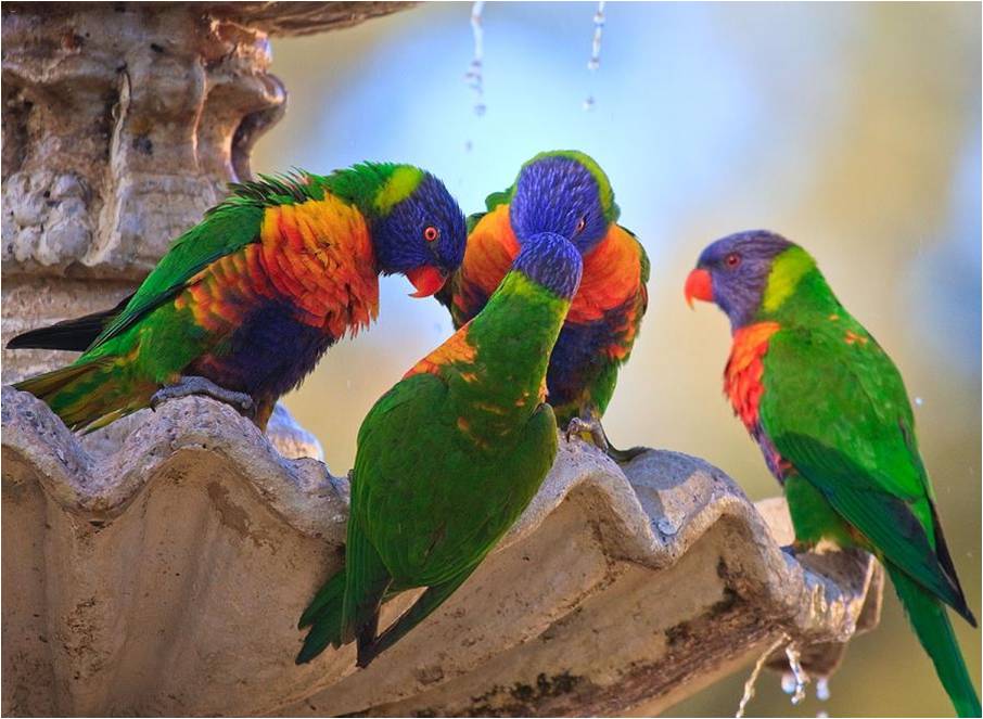 Vogels Achtergronden 