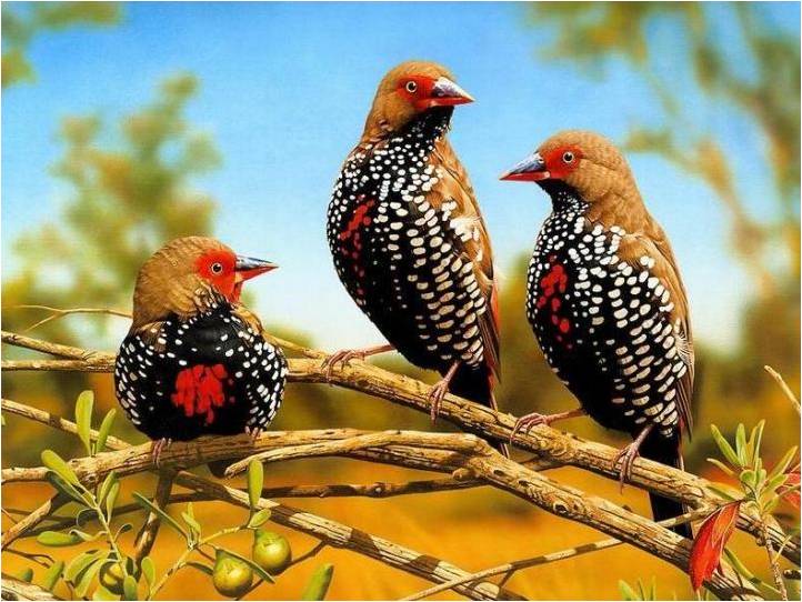 Vogels Achtergronden 