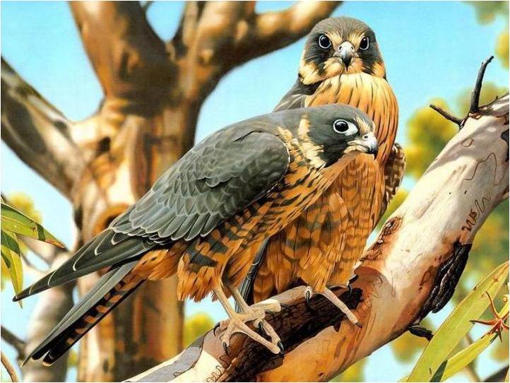 Vogels Achtergronden 