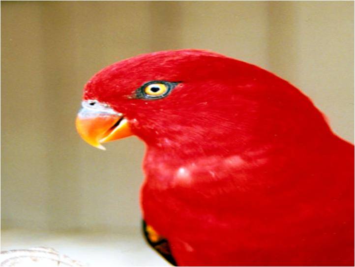 Vogels Achtergronden 