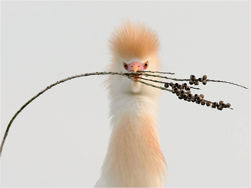Vogels Achtergronden 
