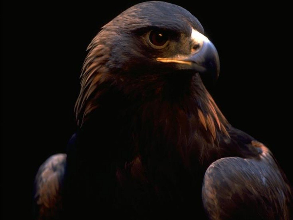 Vogels Achtergronden 