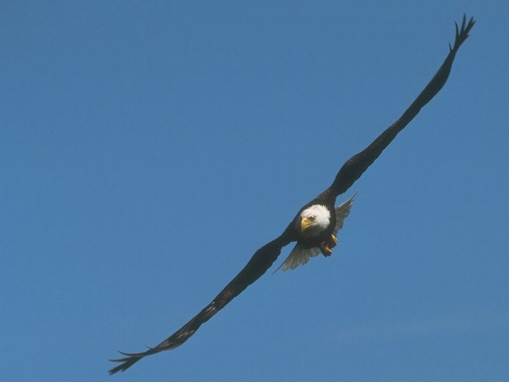 Vogels Achtergronden 
