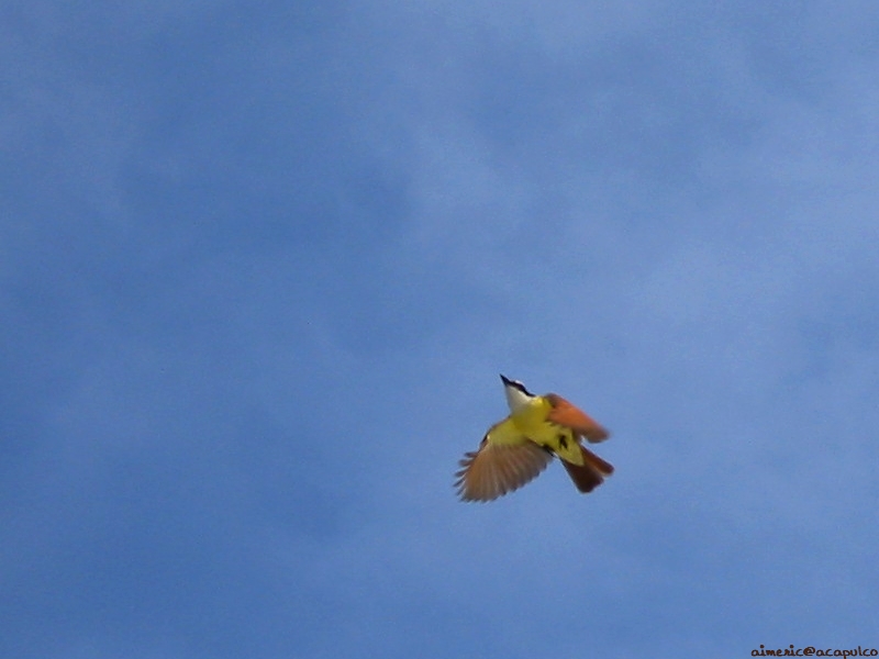 Vogels Achtergronden 