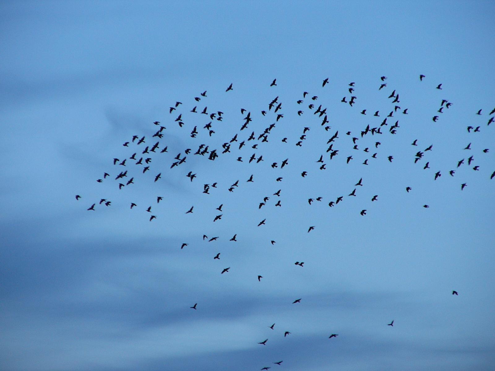 Vogels Achtergronden 