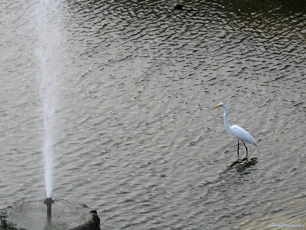 Vogels Achtergronden 
